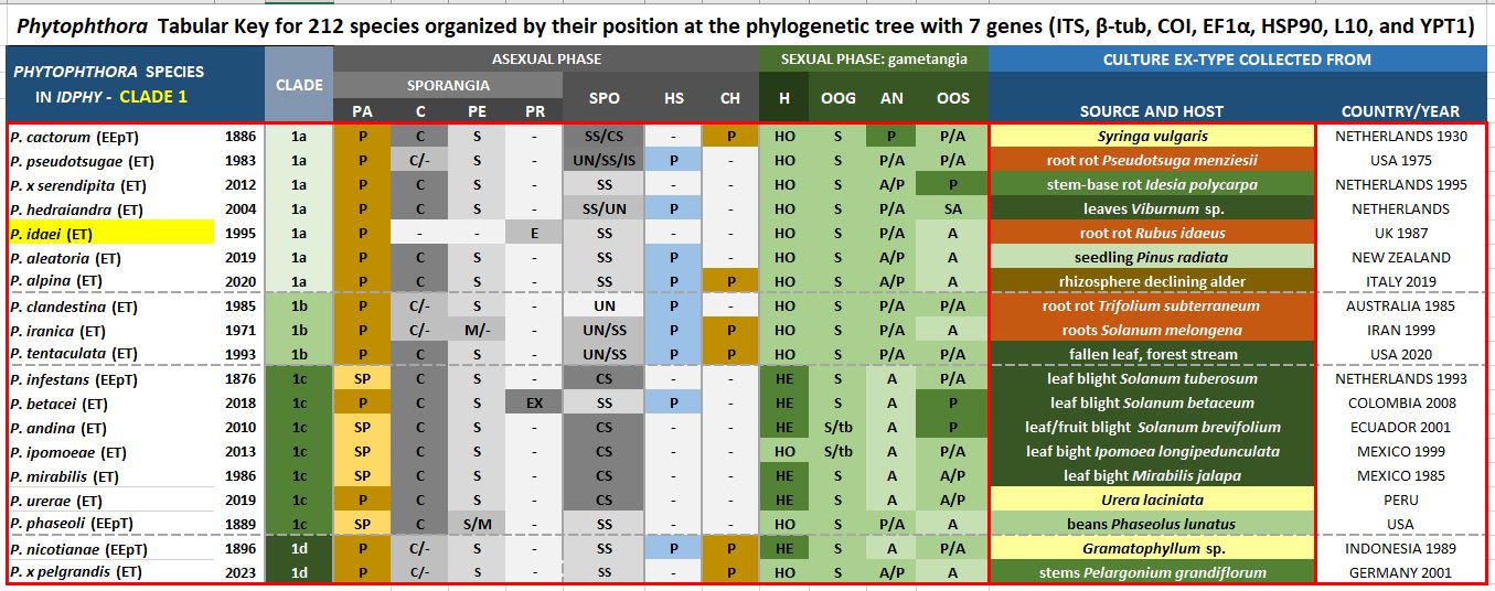    Phytophthora  spp. in subclade 1a:  Morphological Tabular key (PDF) and Tabular key legends (PDF) in IDphy2 KEY SECTION. Notice the data of   P. idaei  Ex-type CBS 971.95 = Samp;T BL 38 . Gloria Abad, USDA Samp;T.
